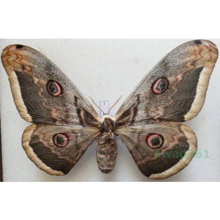 Saturnia pyri (Denis & Schiffermüller, 1775) female Pawica gruszówka ex. ovo Czech 112mm1